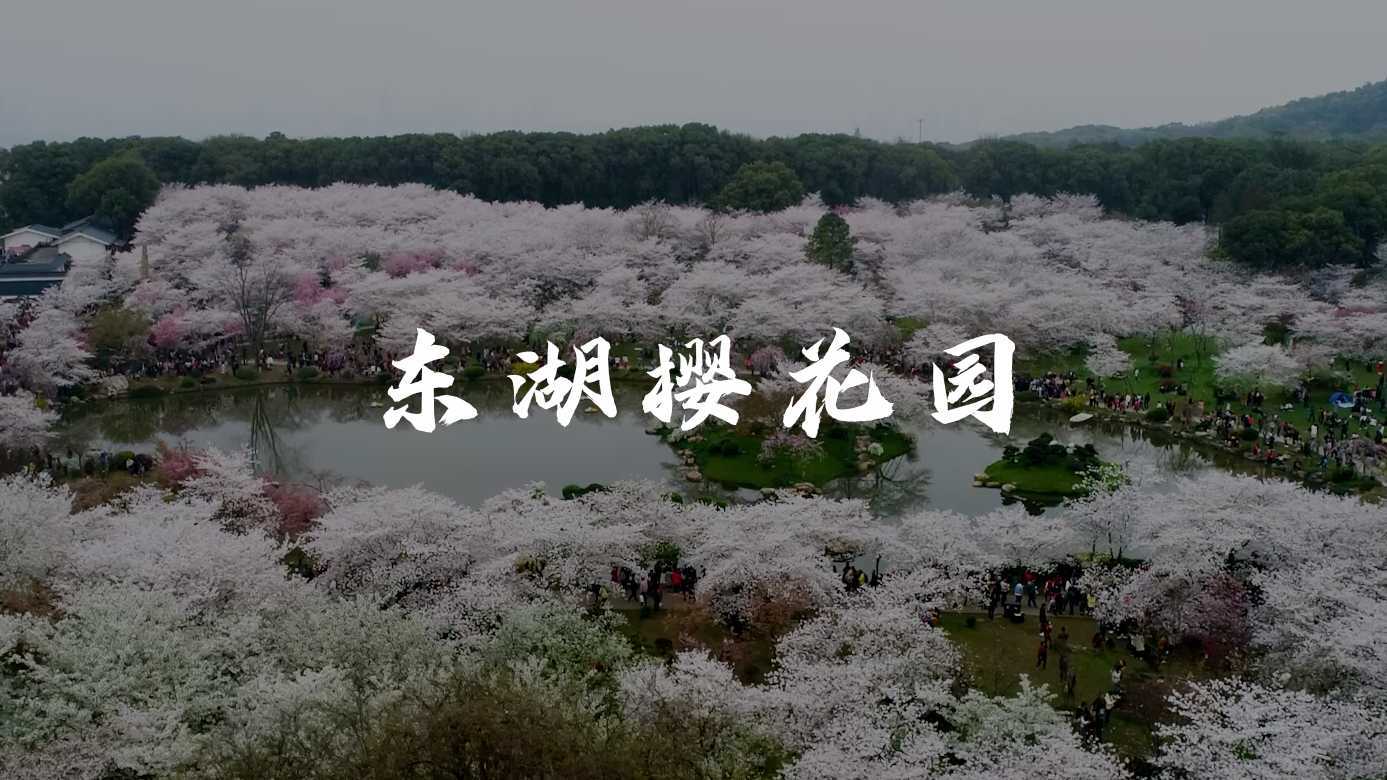 【航拍】武汉东湖樱花园