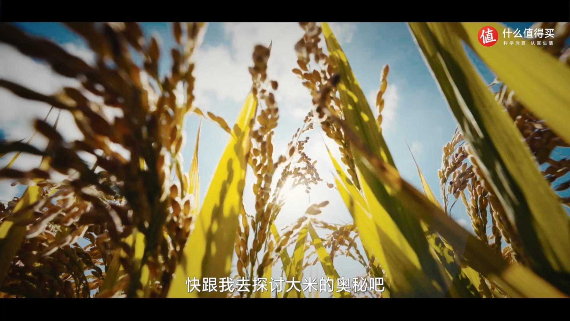 十月稻田 | 生态东北 《五常稻香米》