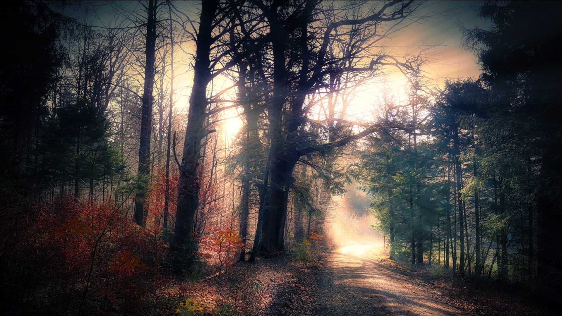 秋天阳光森林树木小道自然风景特写合集