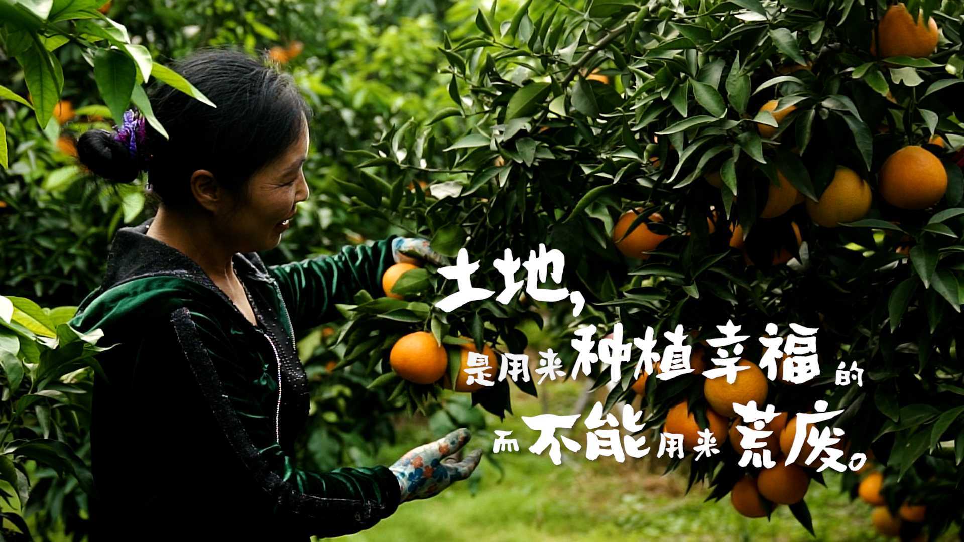 辰颐物语|爱媛橙·土地是用来种植幸福的，而不能用来荒废