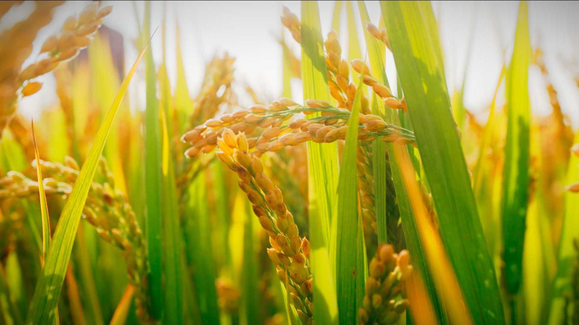 稻子的第一视角 记录它的一生 节约粮食 公益宣传片《一把稻子的一生》