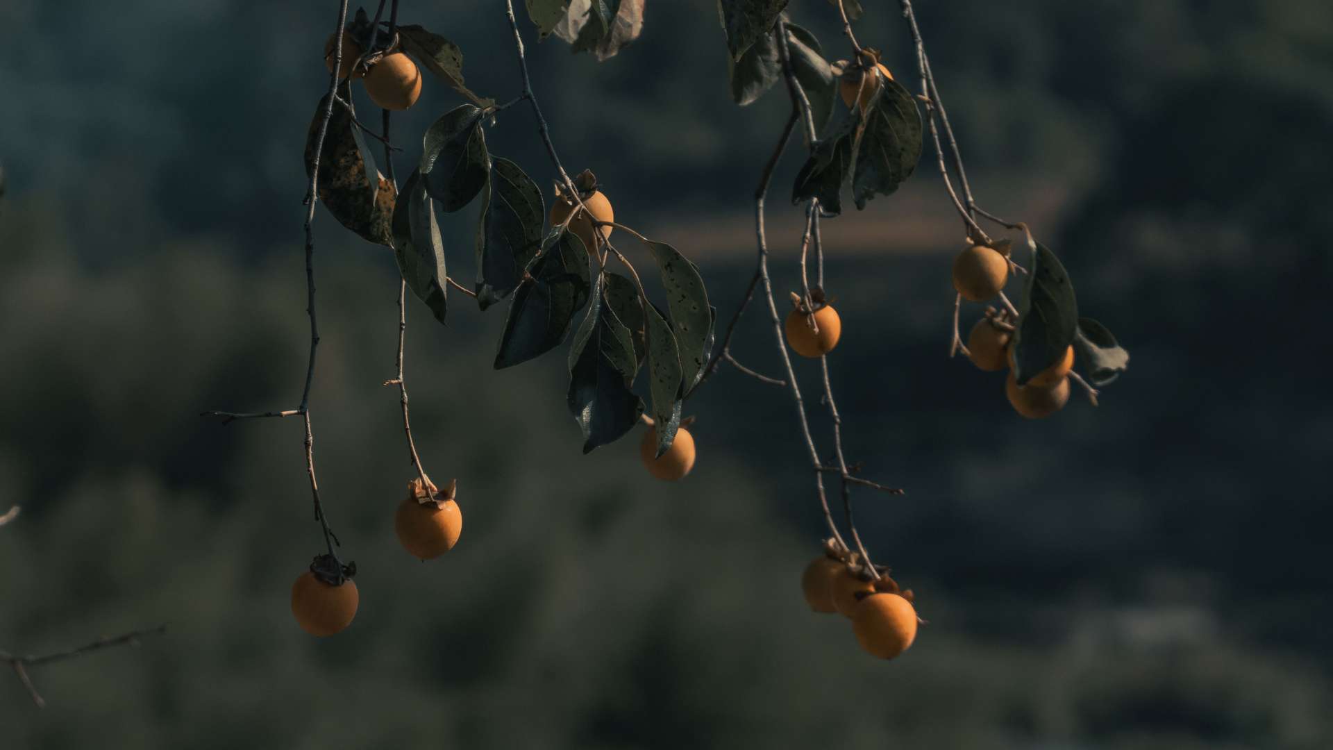 农村摘野柿子