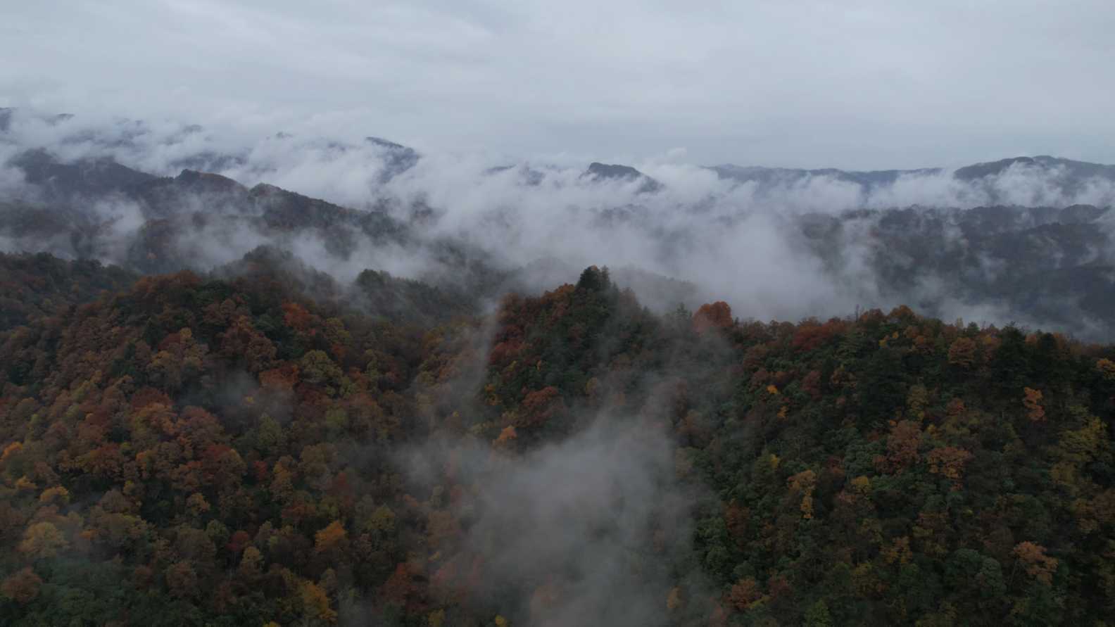 陕西汉中黎坪国家森林公园最美红叶云雾