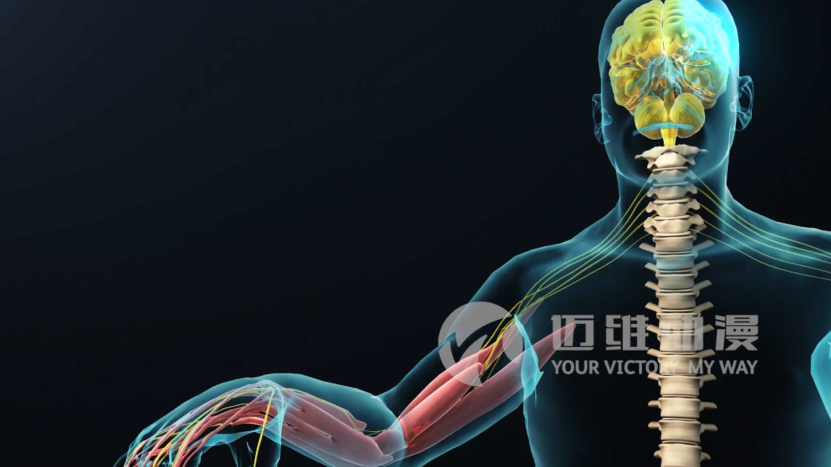 人体器官结构神经连接肌肉医学原理演示-工业动画制作公司