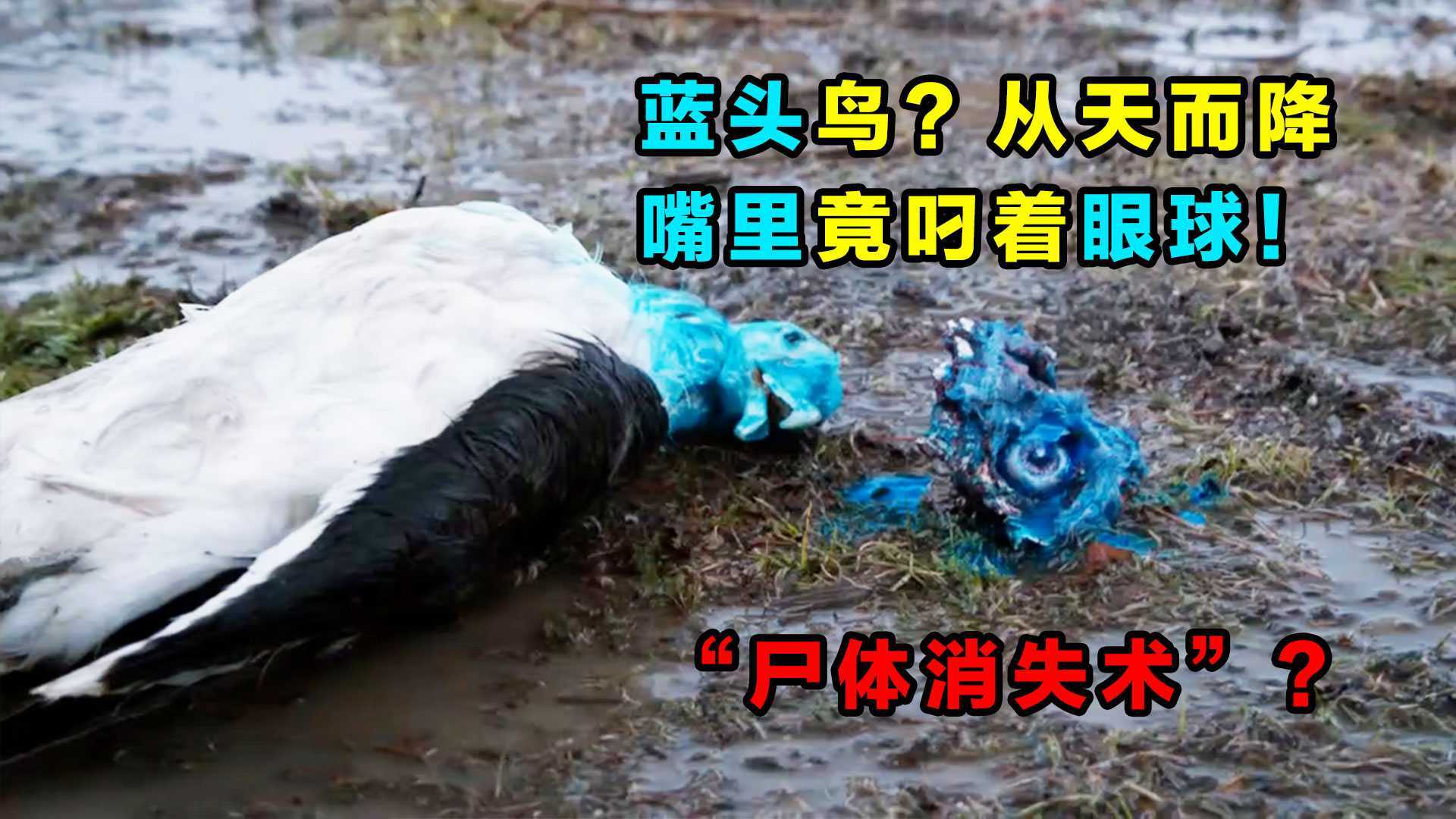 无数蓝头死鸟从天而降，其中一只嘴里还含着一颗眼球