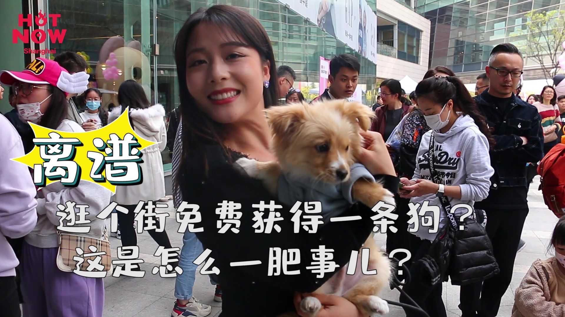 “Shanghai Hot”视频号-宠物免费领养