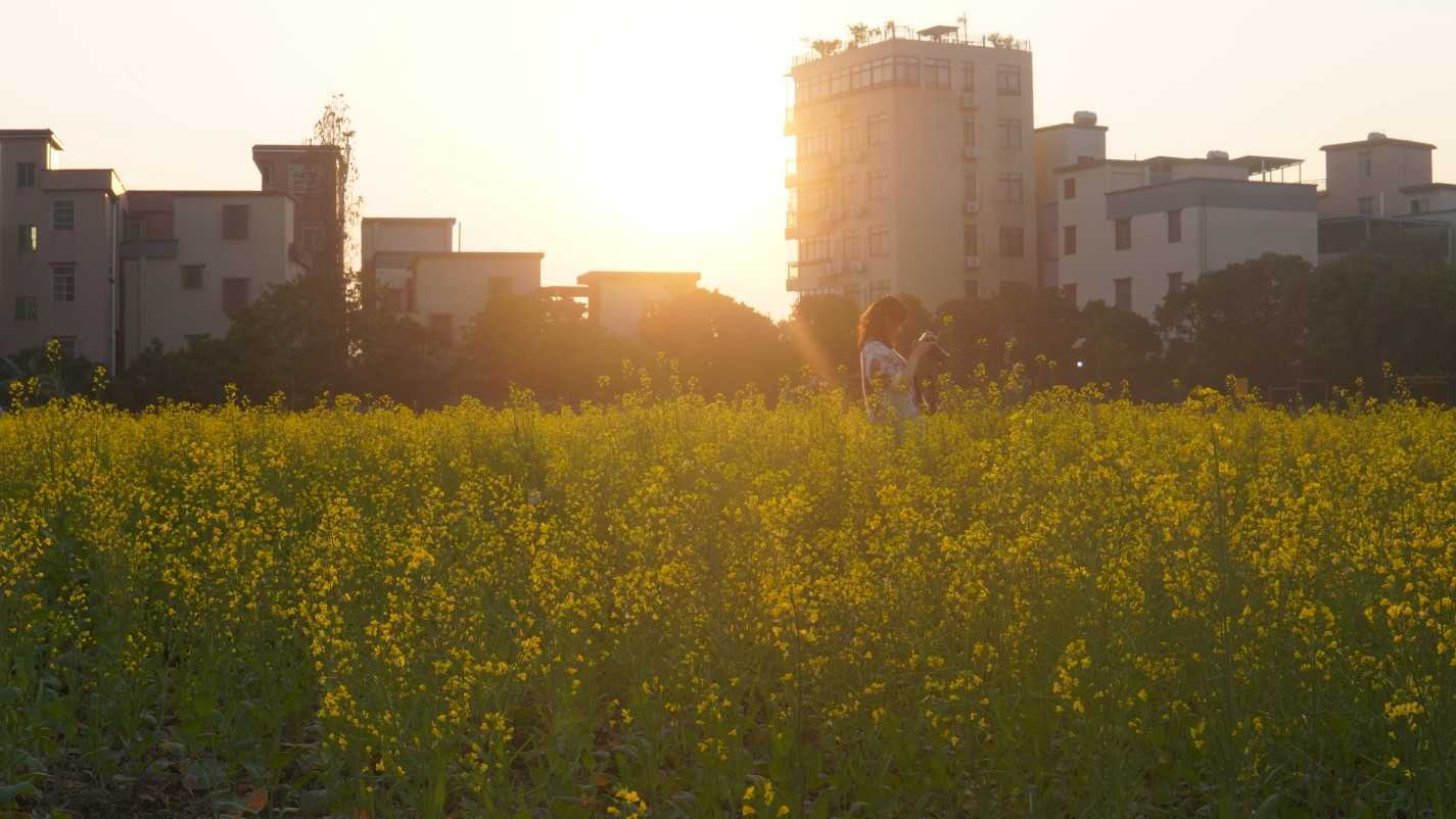 春天里广州大吉沙岛大片的油菜花|收获满眼的金黄！
