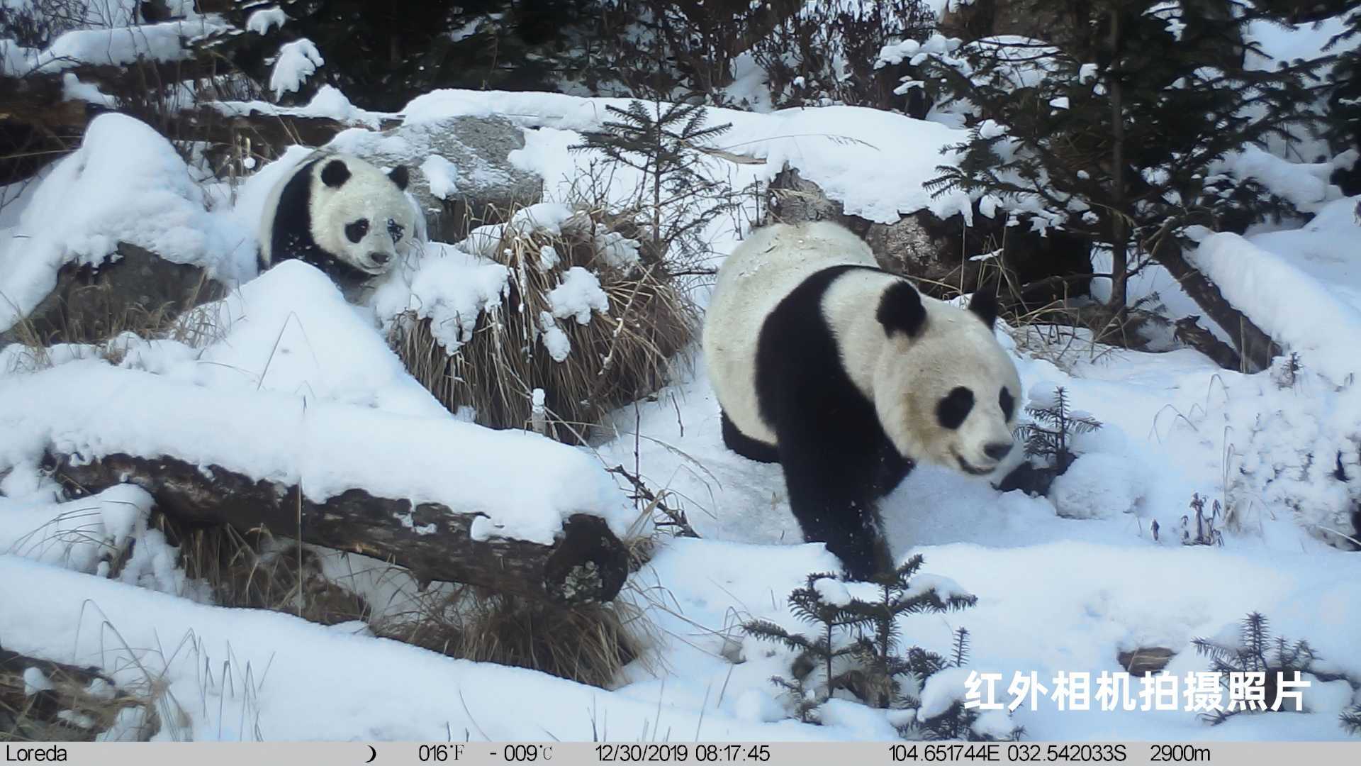 桃花源x阿里云：老河沟的熊猫巡护员们