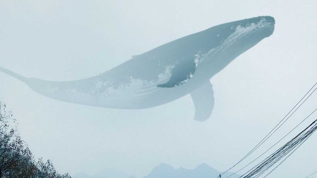 三维鲸鱼实景合成