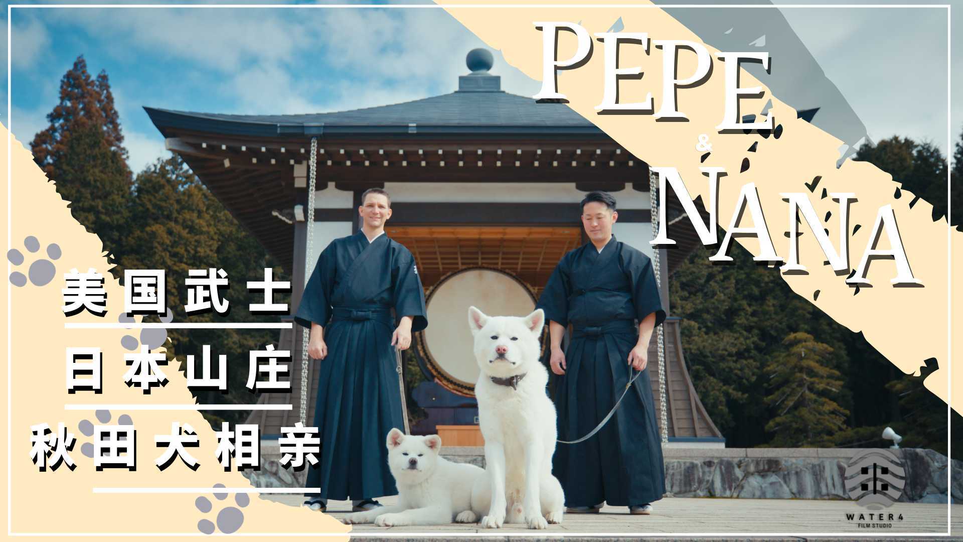 秋田犬相亲记-在日本武士山庄的美国人给狗相亲的故事-Pepe&Nana