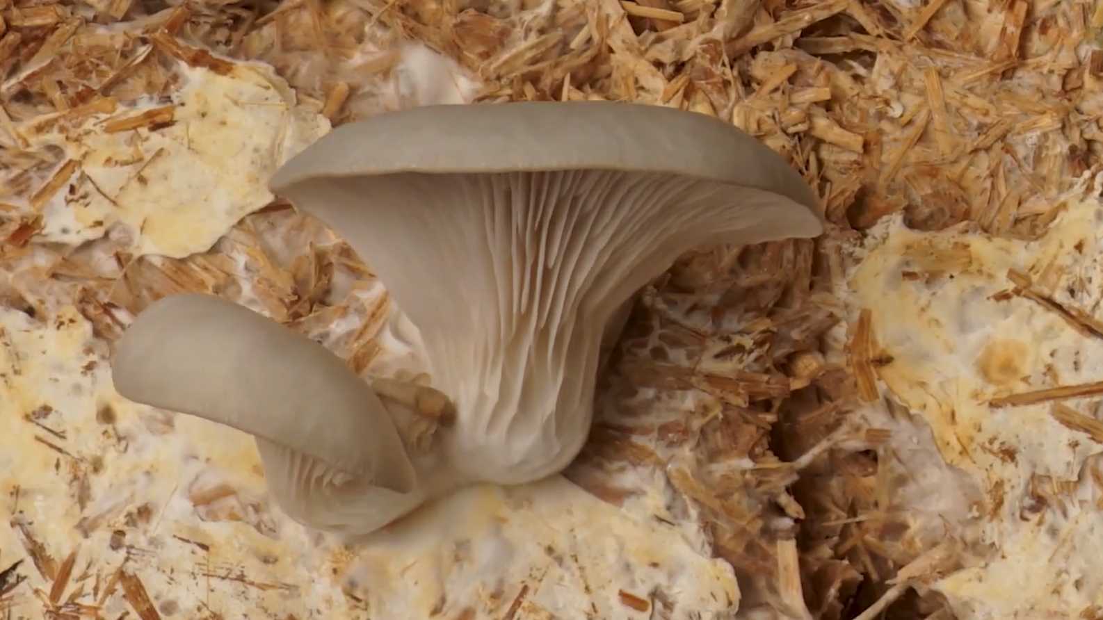 延时摄影|解锁365天蘑菇的生长