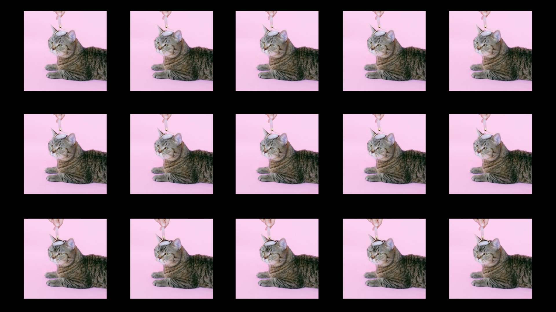 欧拉白猫汽车时尚短片