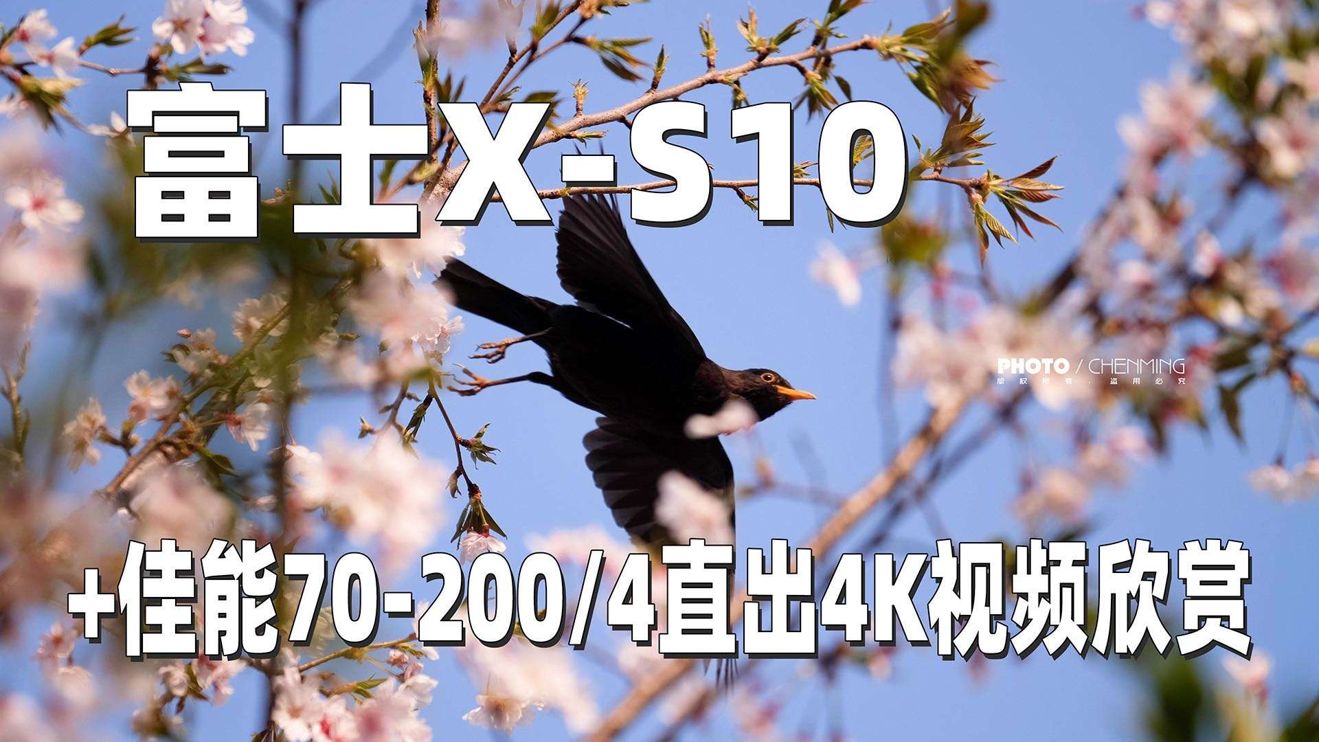 富士X-S10+咔莱增光减焦转接环+佳能小小白70-200/4直出视频