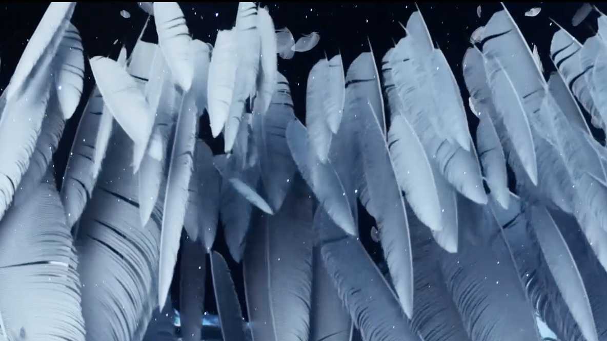 幻鲨SKG+ 创意广告短片「天鹅羽」