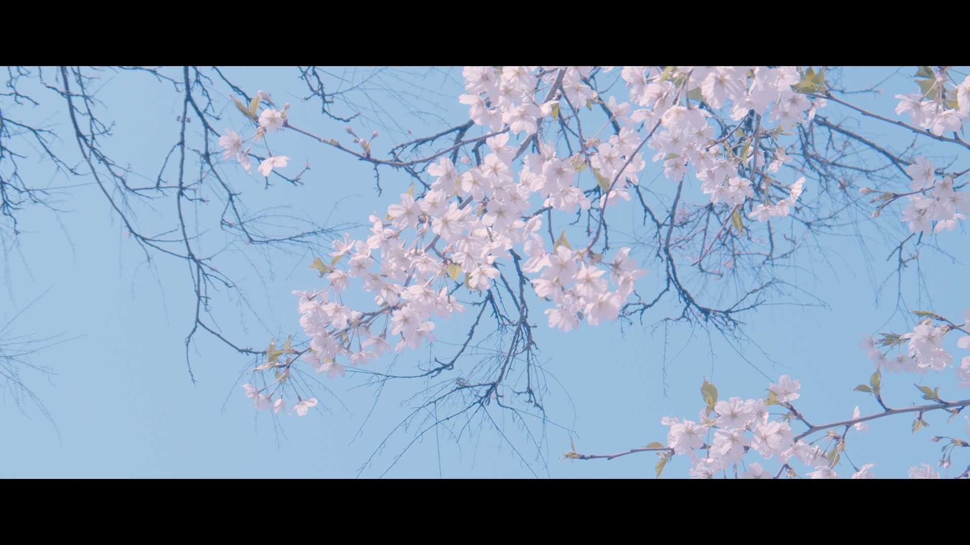 春游北京公园植物园樱花日系调色达芬奇