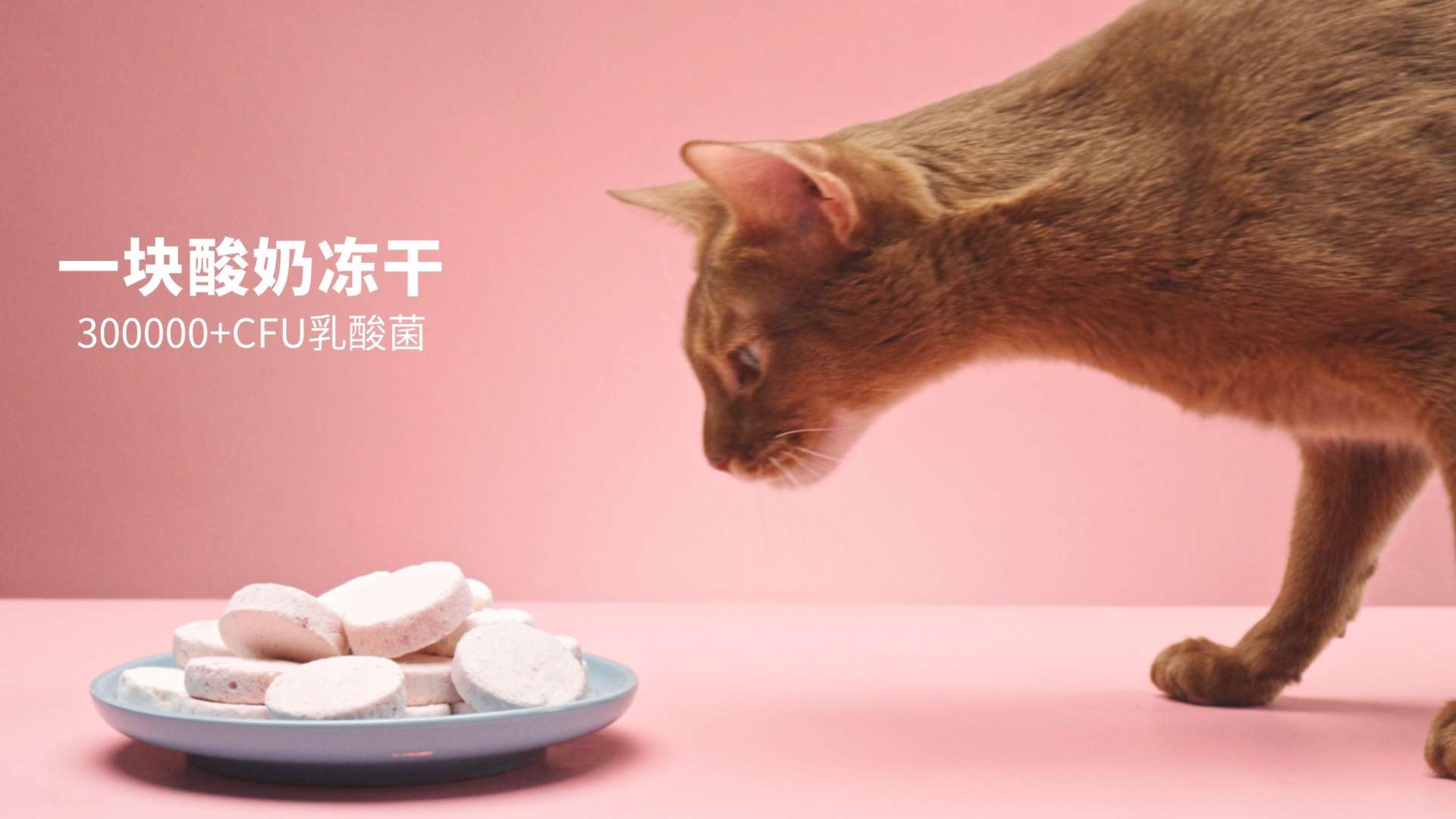帕特·宠物零食酸奶冻干魔方｜产品创意主视觉