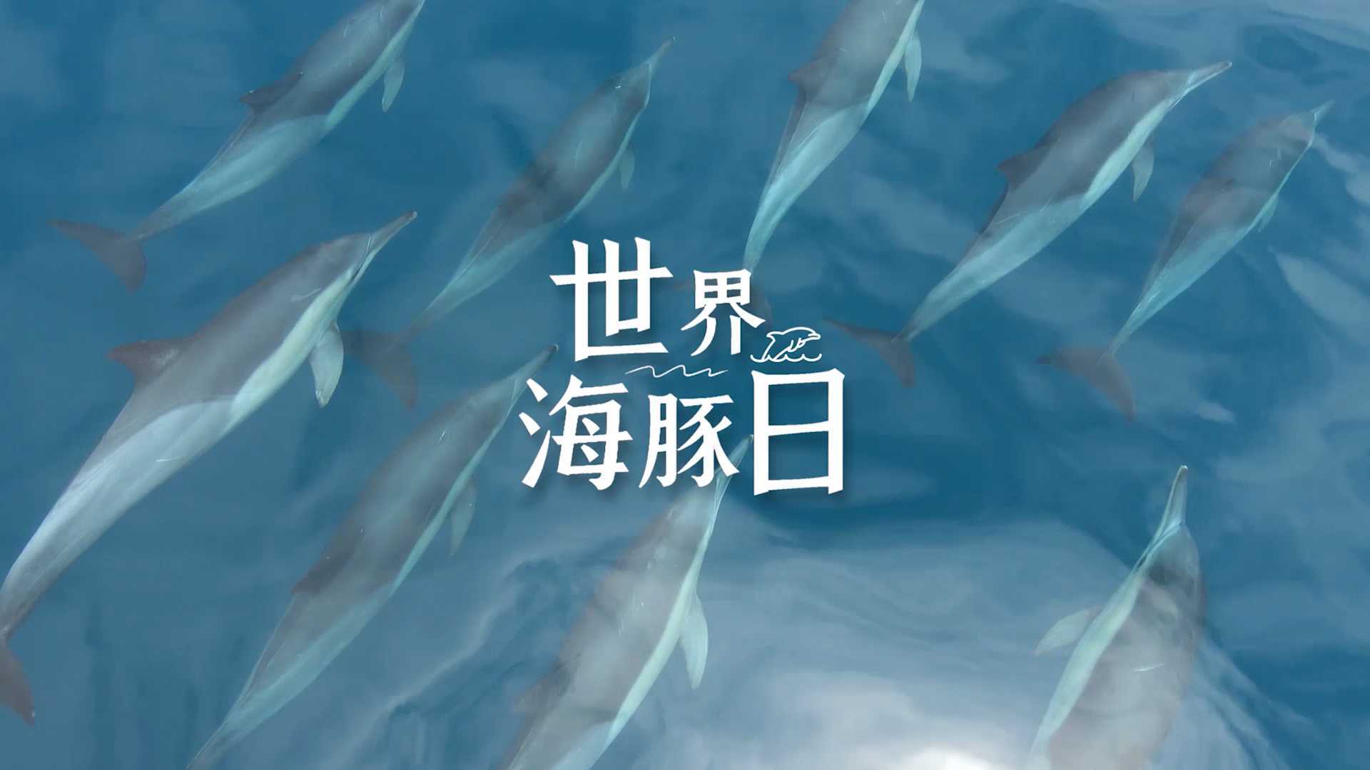 海豚日鲸豚专题影片