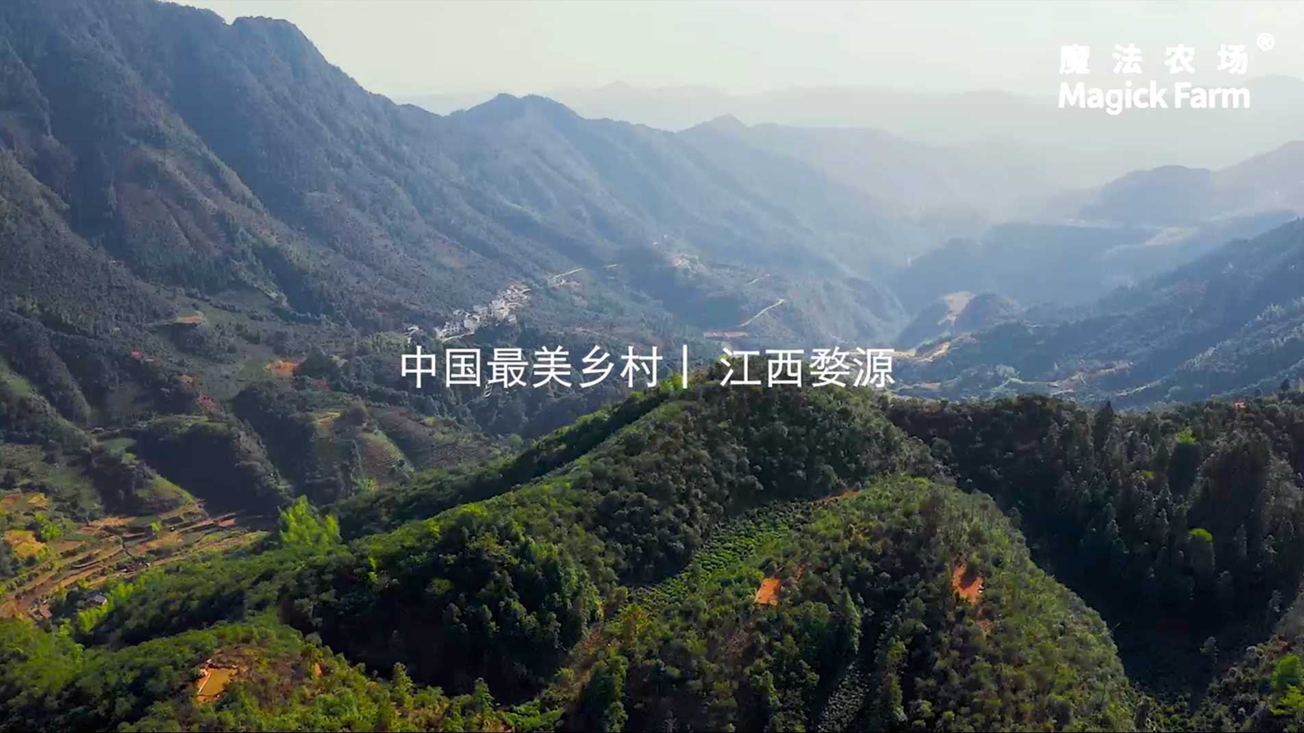 魔法农场山茶油宣传片 | 中国最美乡村