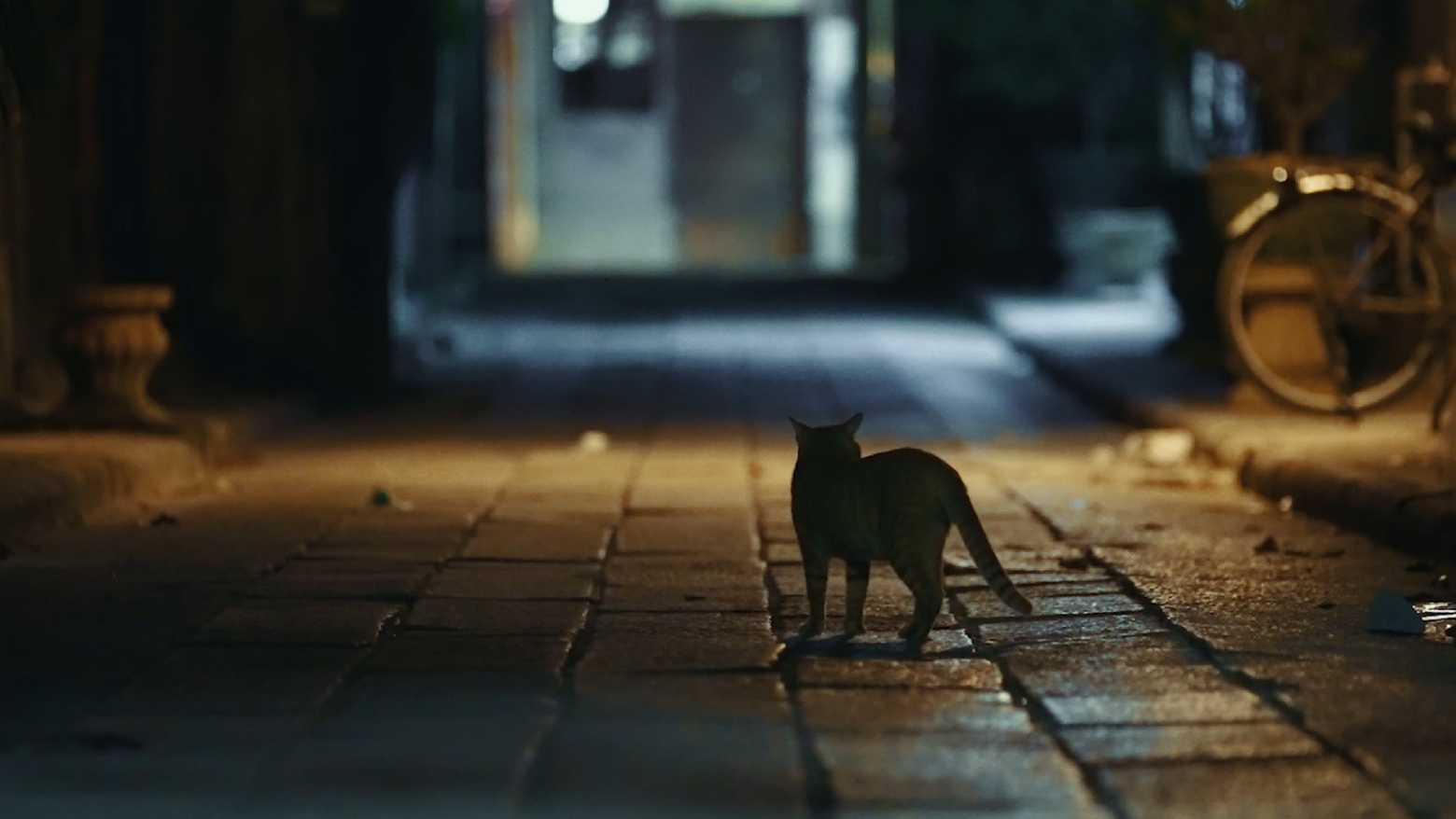 《街角有只喵》太二 × 阿派 流浪猫生存现状微纪录 dir.