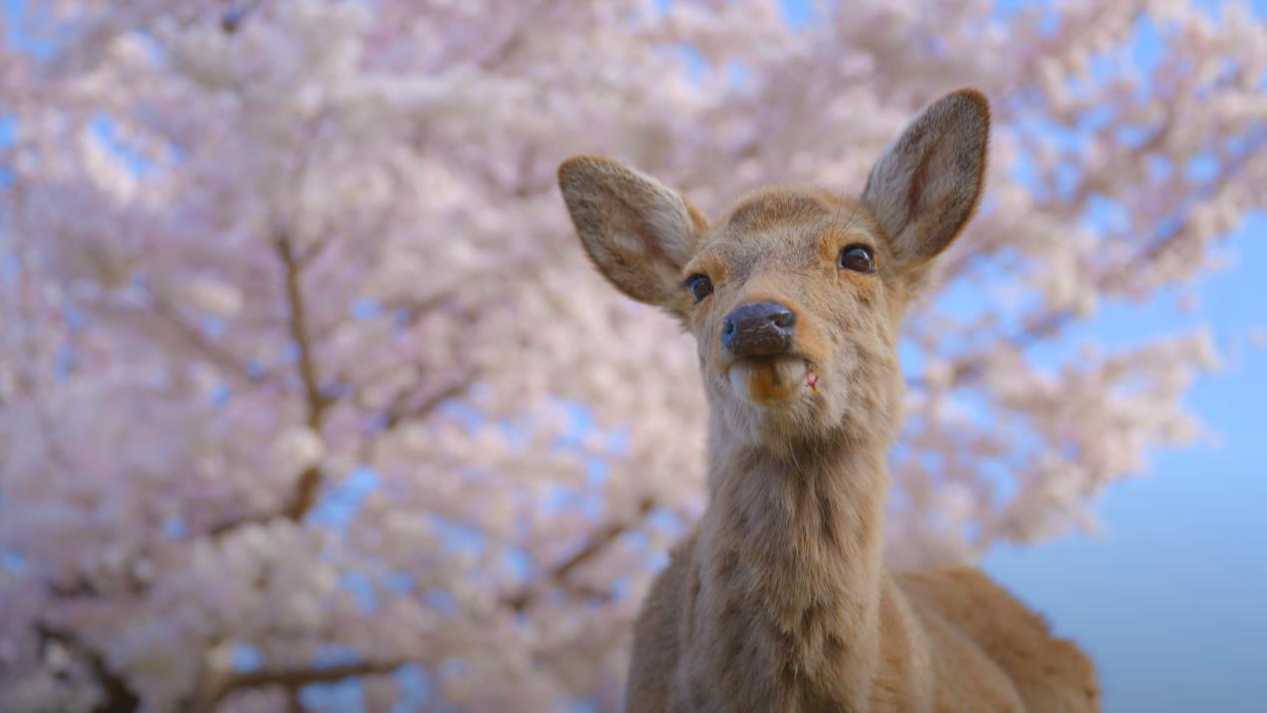 春天怎么可以没有京都的樱花《景》
