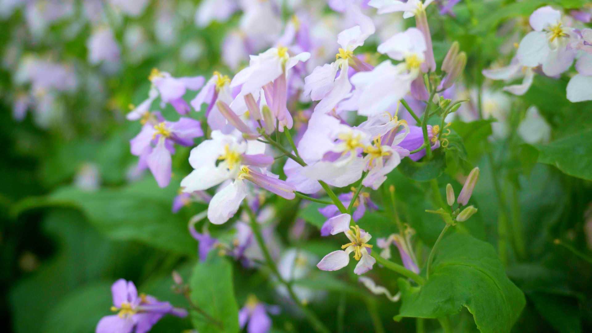 春天河边的紫白花