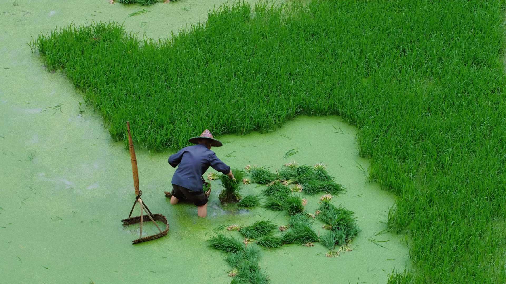 中国传统农耕—插秧