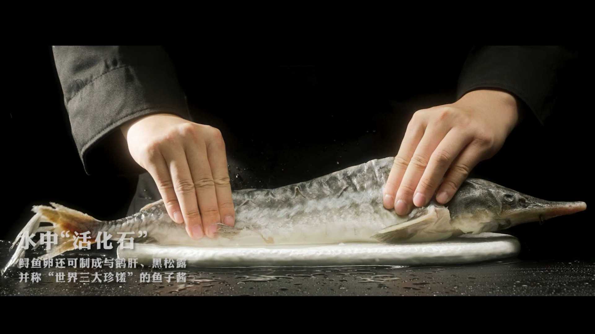 鲟龙鱼产品故事宣传片