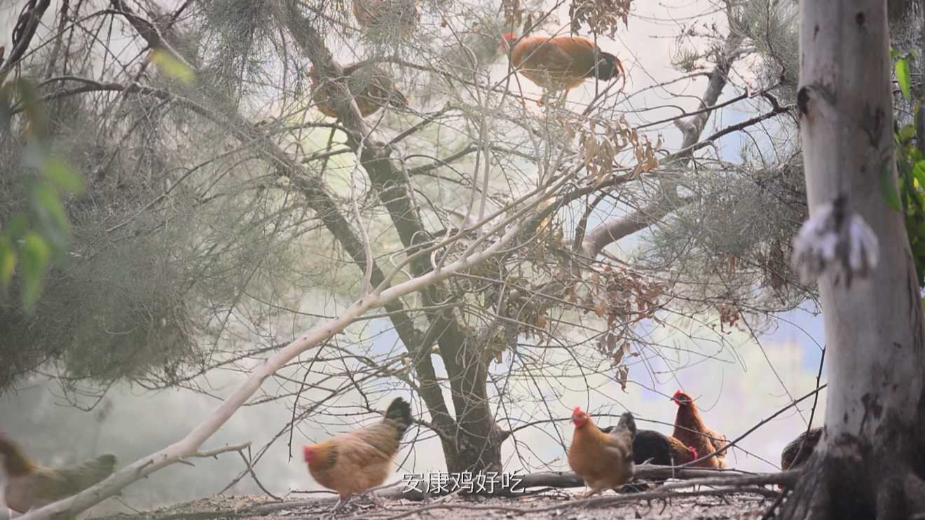 湛江安康鸡宣传片