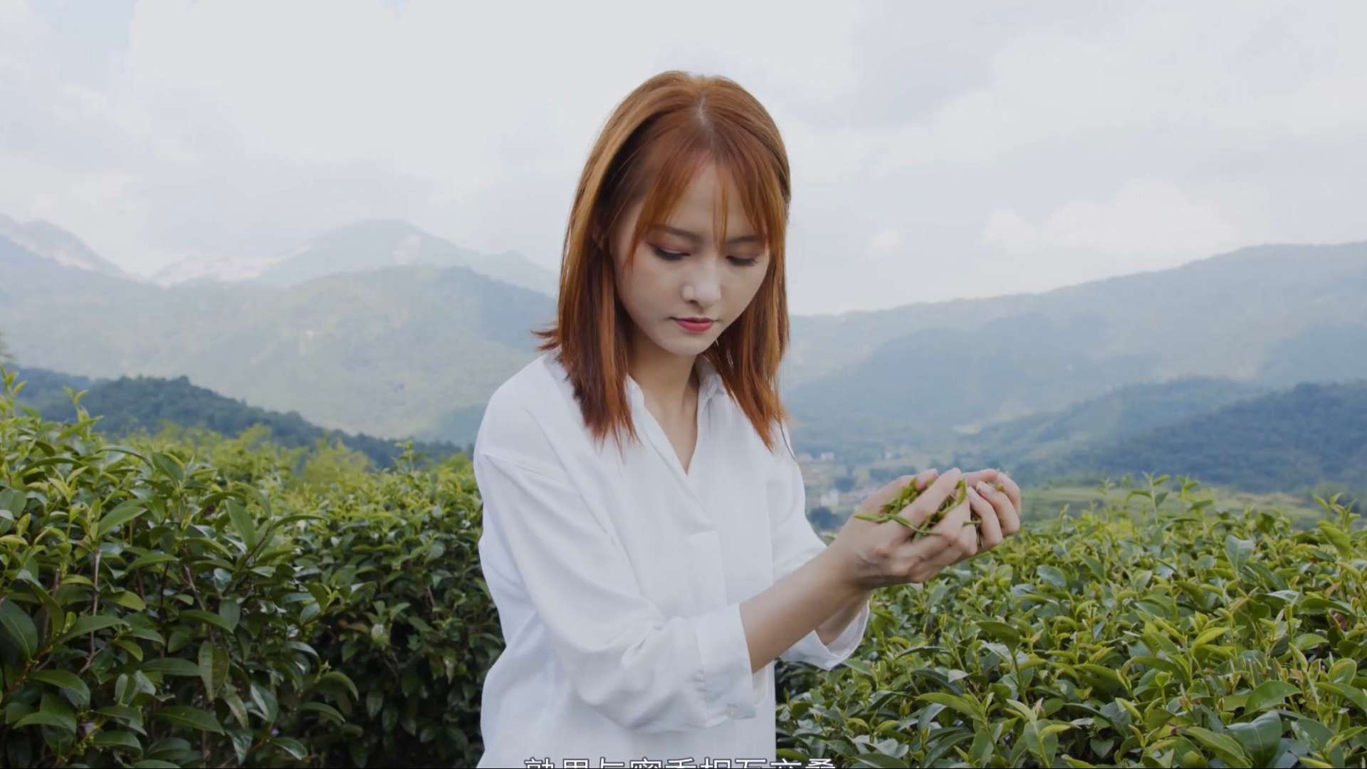 新丰茶品产业园系列宣传片之一