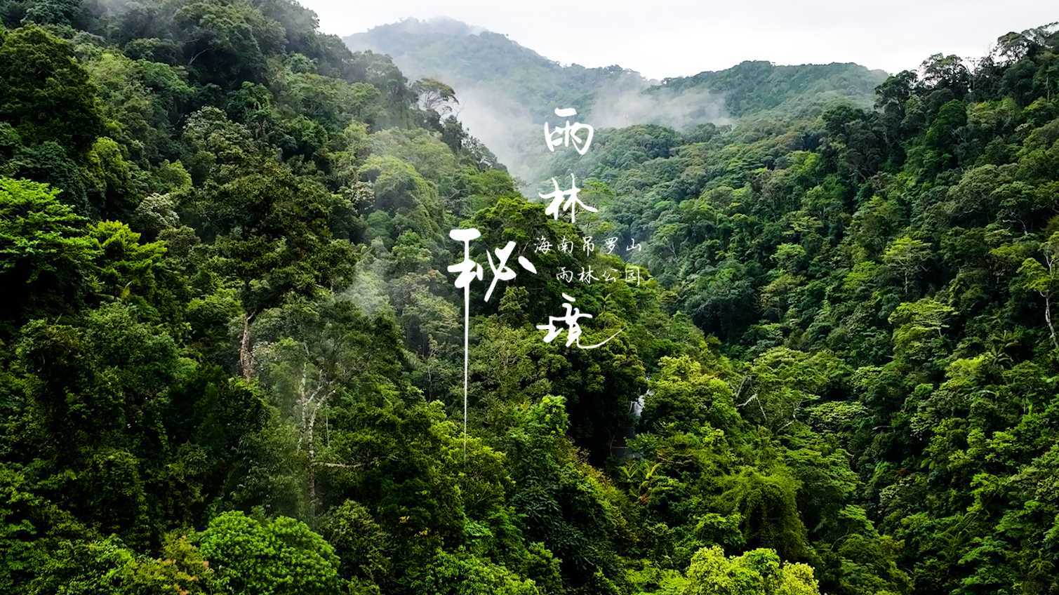 海南吊罗山热带雨林视频