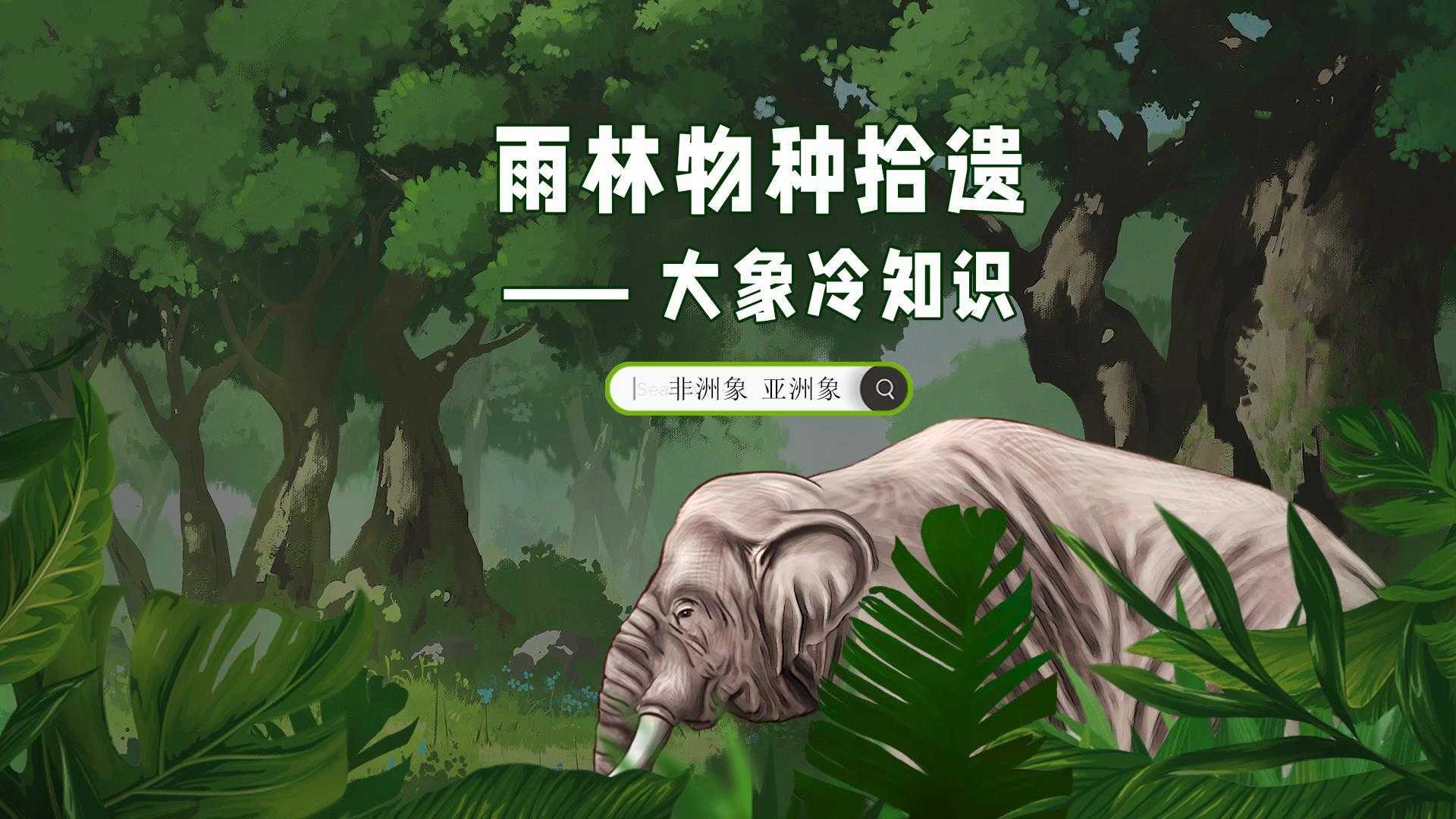 雨林物种拾遗：大象冷知识