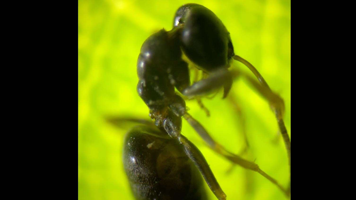 显微镜下的蚂蚁，肉眼看不到的细节