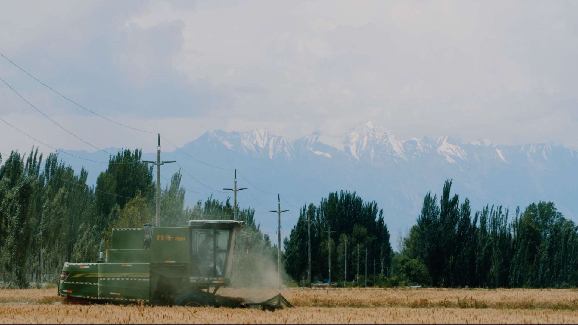 新疆麦收｜喀什的麦子熟了