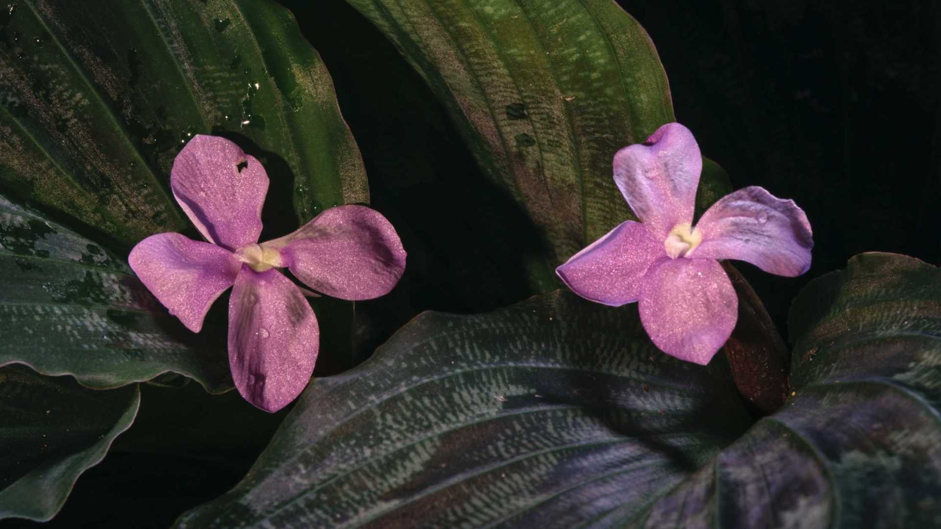 紫花山柰（Kaempferia elegans）开花全过程及环境数据2