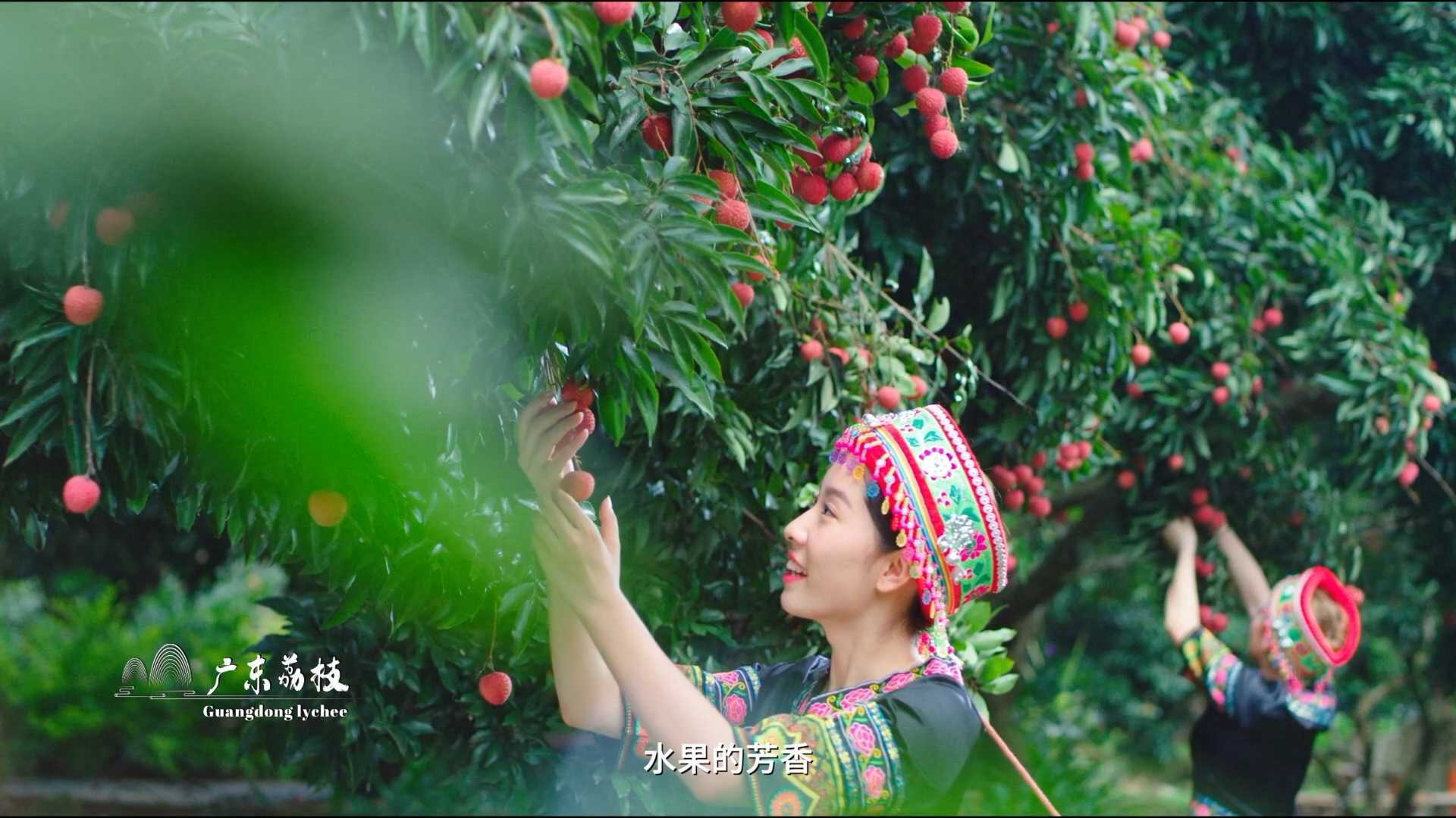 广东农业厅六大水果宣传片-2022