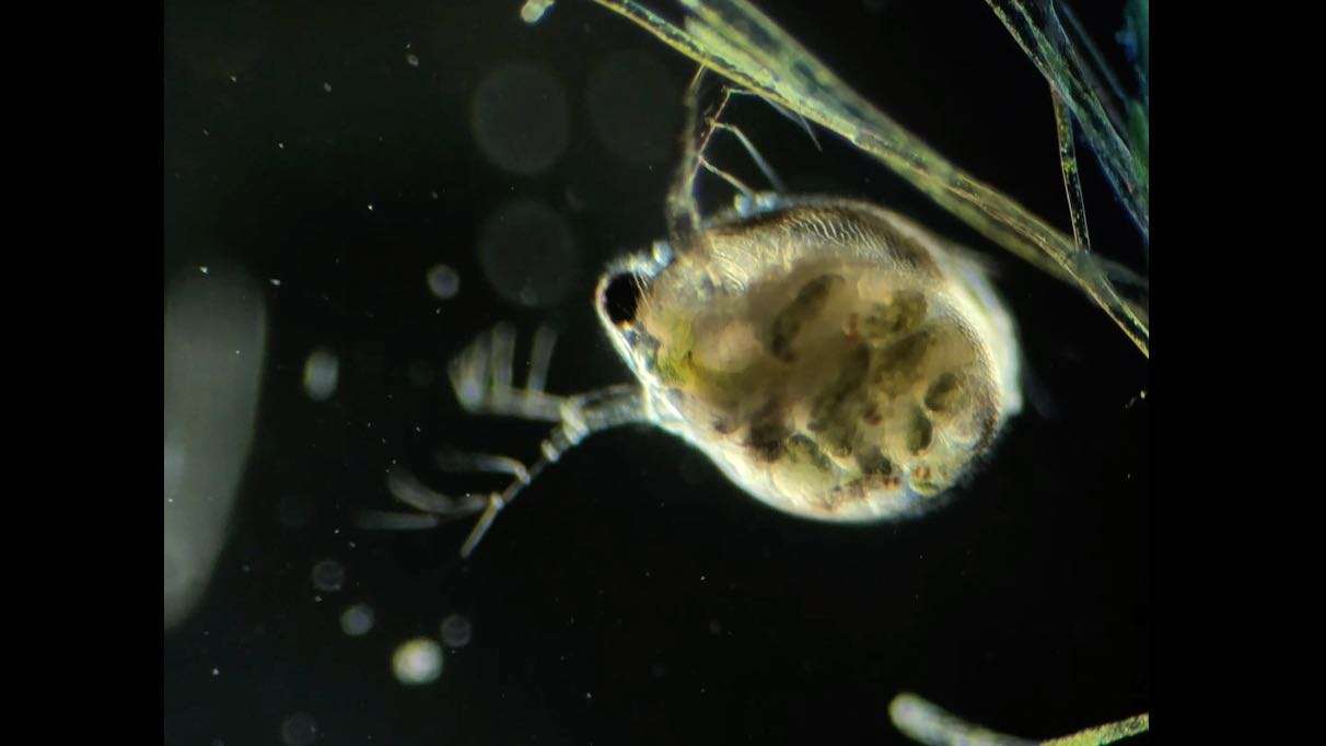 【水下显微摄影】渺小的浮游生物竟如此精妙复杂
