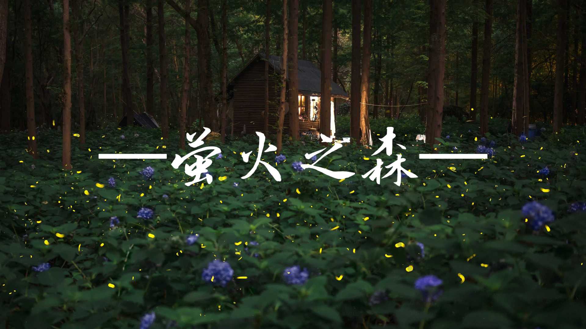 【4K萤火之森】这个夏天，来南京看萤火虫吧！