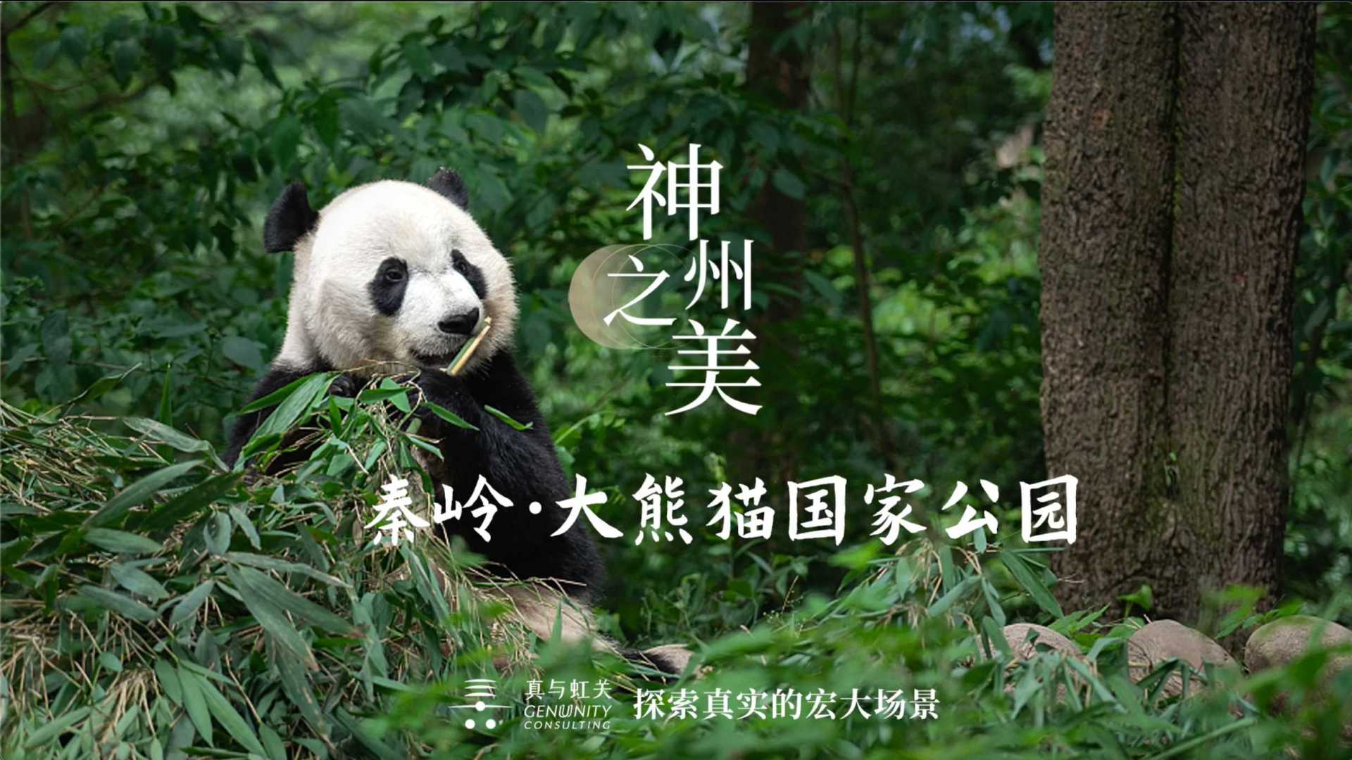 探秘秦岭，寻访大熊猫国家公园｜神州之美系列