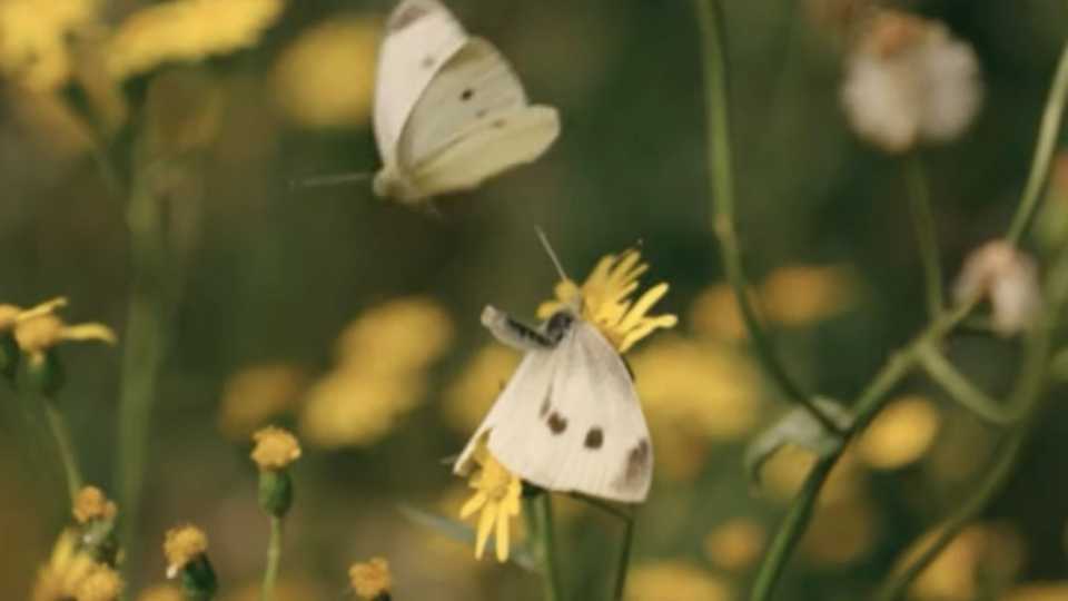 蝴蝶真是优雅又美丽的小精灵！