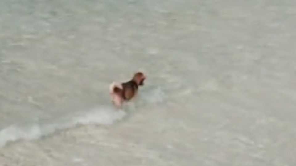 狗狗的菲律宾海滩探险