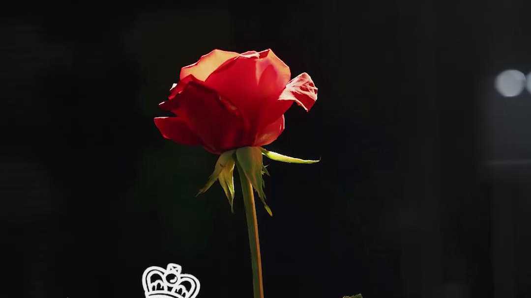 女王的玫瑰