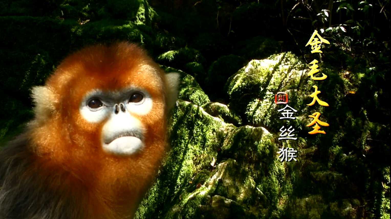 金毛大圣 金丝猴 · 自然生态纪录片