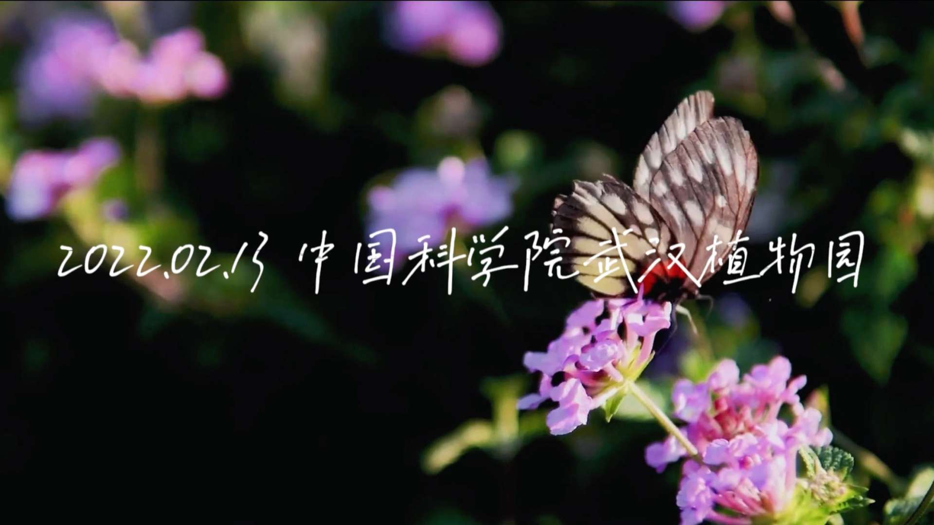音乐MV | 中科院武汉植物园 | 烛光音乐会 | 现场快剪宣传片