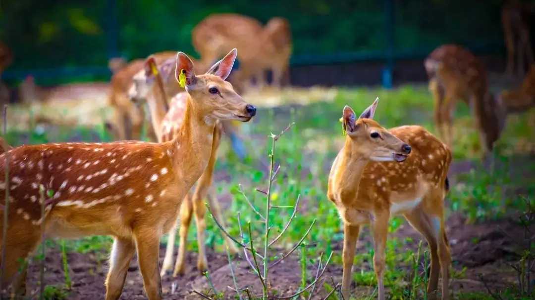【产业】吉林省打造千亿级梅花鹿产业  逐鹿源生物科技 研发生产鹿产品