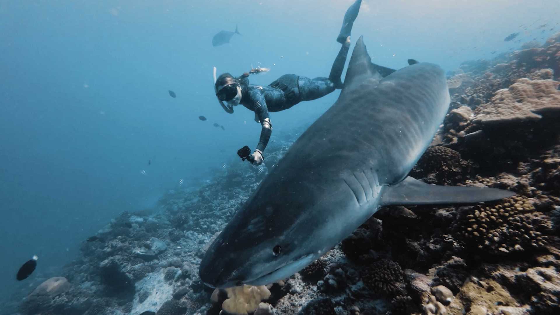 当 OSMO ACTION 3 遇见鲨鱼