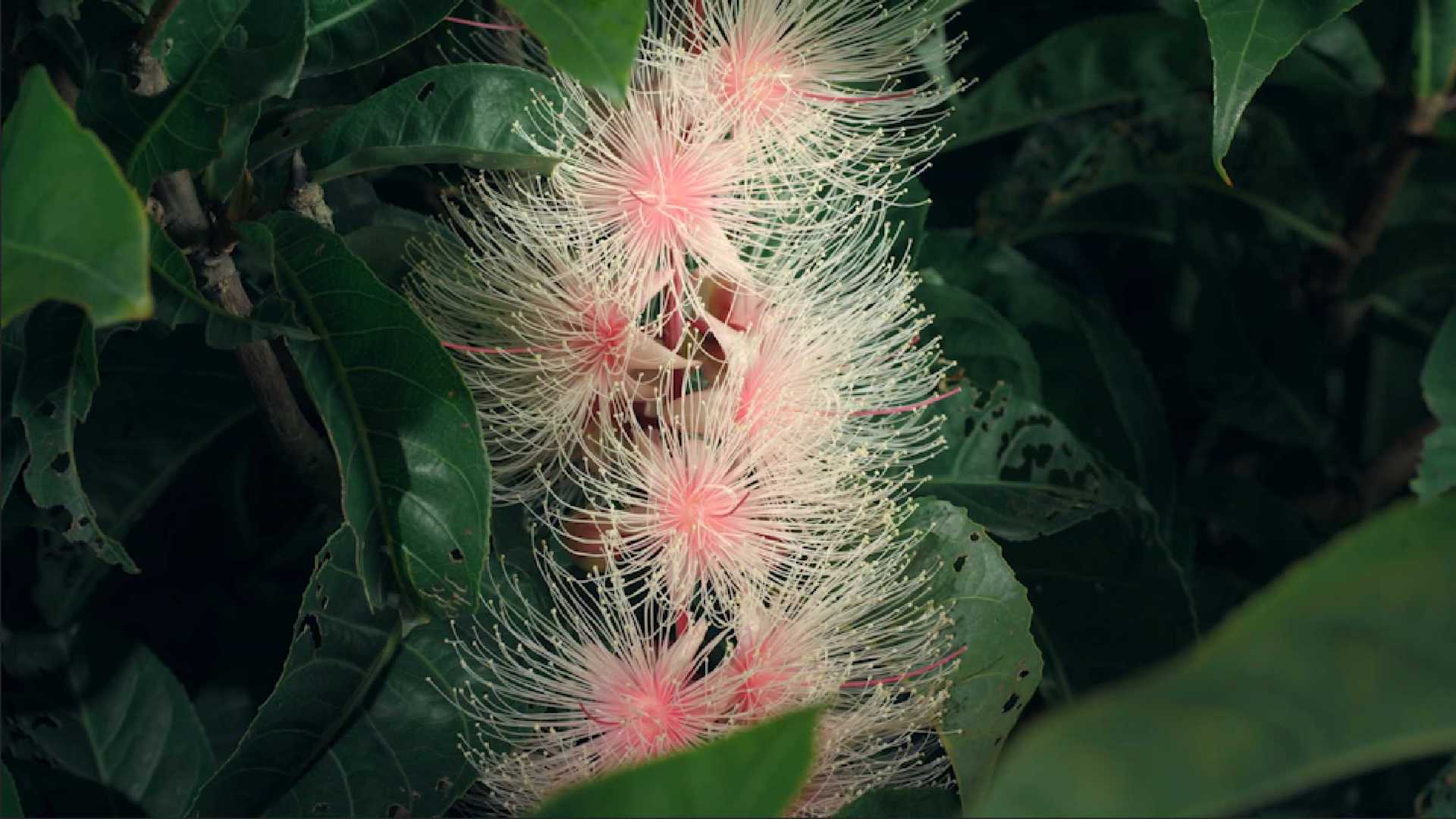 玉蕊属（Barringtonia sp. 可能是大果玉蕊）开花