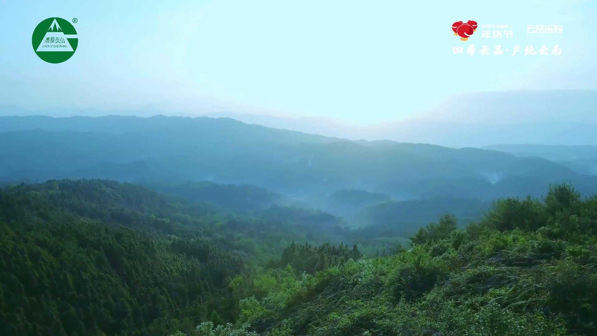 云茶飘香中国年，名品惠购迎新春（一）云南高黎贡山生态茶业