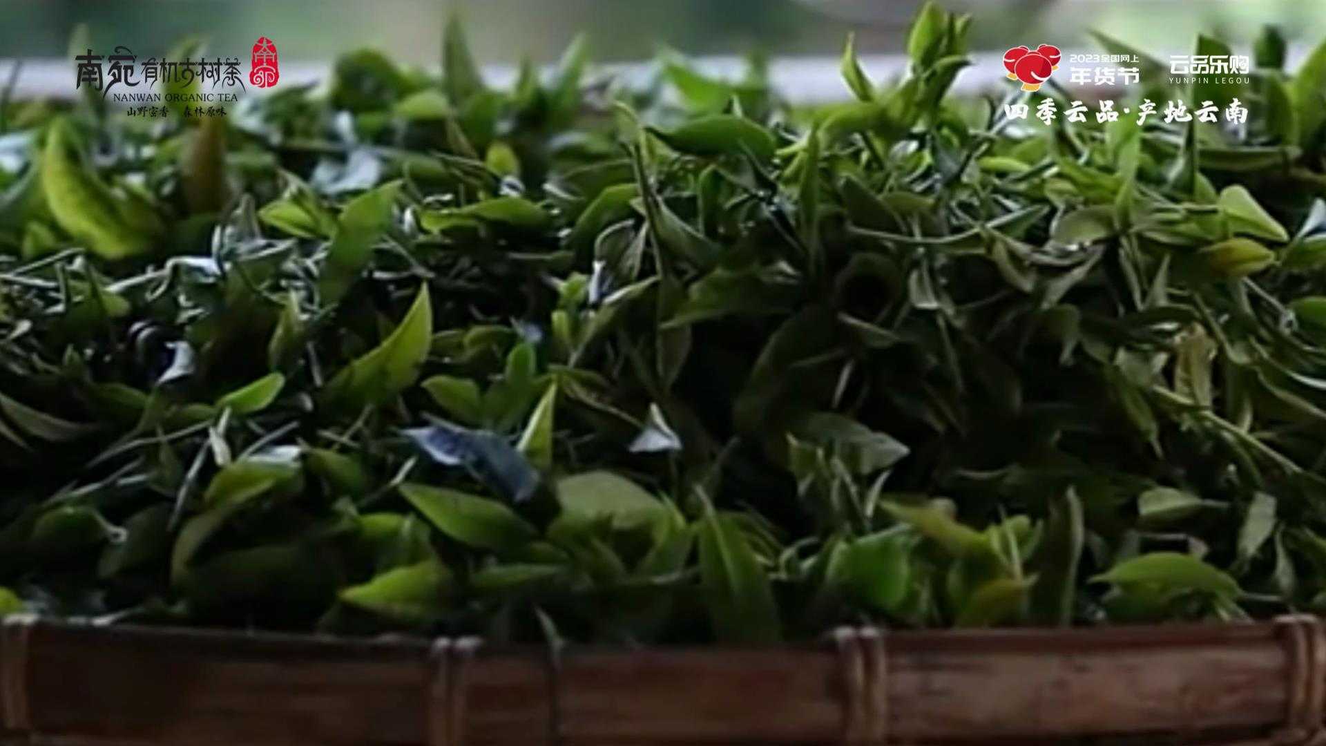 云茶飘香中国年，名品惠购迎新春（三）云南南宛古树茶业