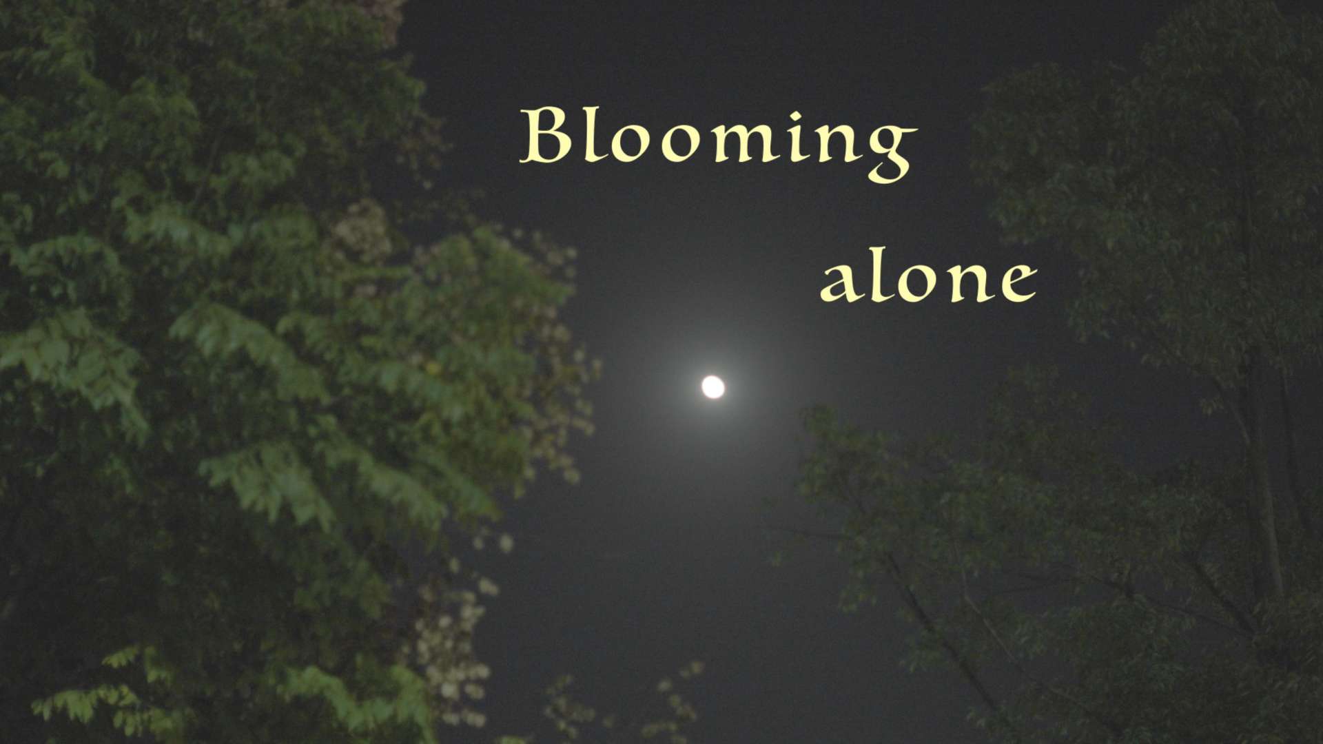 【独自绽放/Blooming alone】