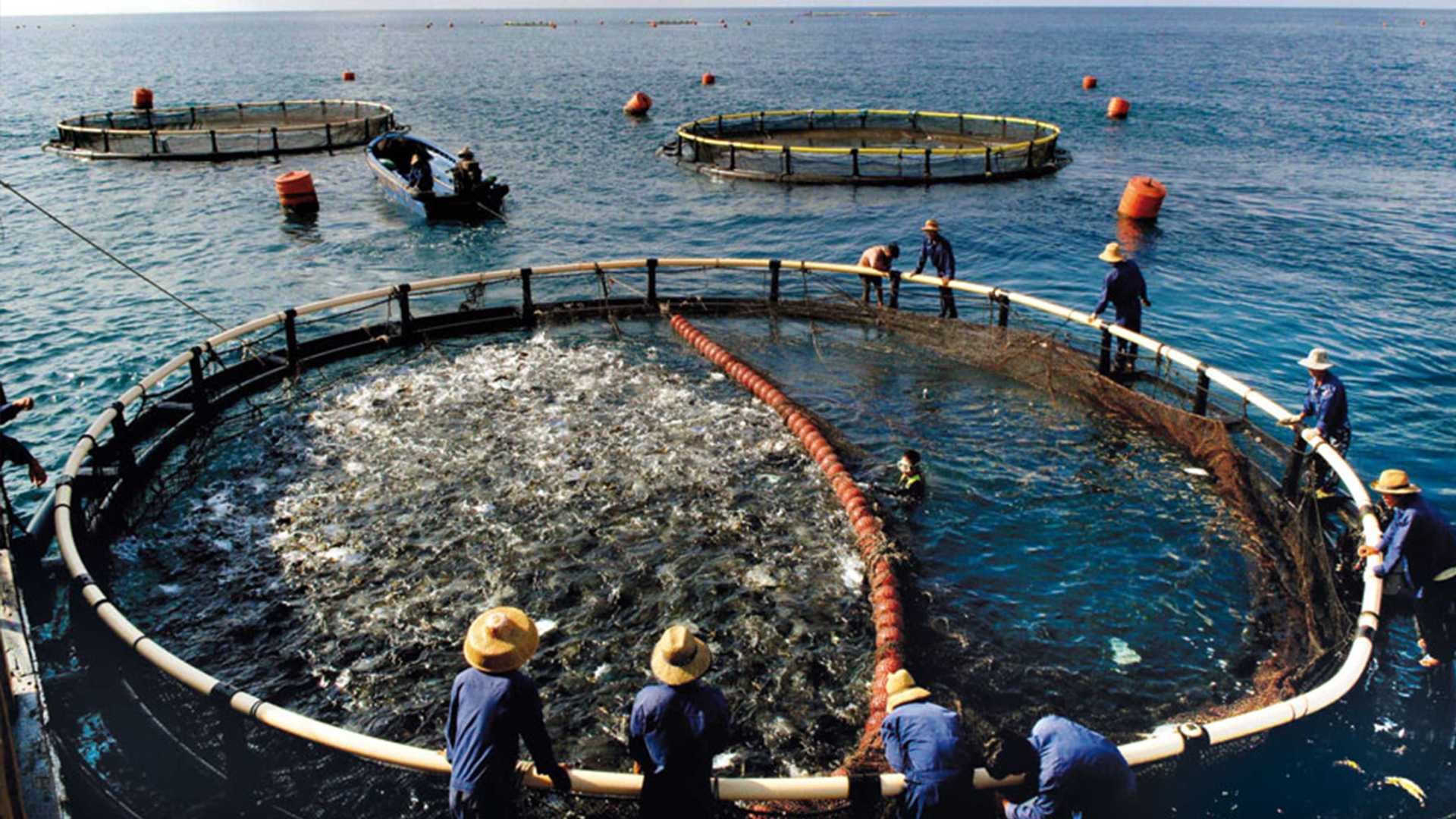 未来30年，闸坡海水养殖的主要发展方向是什么？｜阳江海陵岛